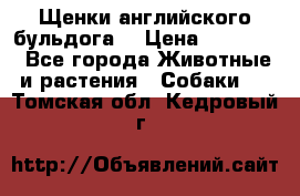 Щенки английского бульдога  › Цена ­ 60 000 - Все города Животные и растения » Собаки   . Томская обл.,Кедровый г.